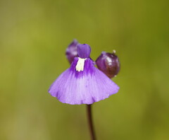 Utricularia dichotoma