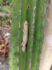 Hemidactylus brasilianus