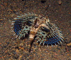 Dactyloptena orientalis