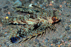 Dactyloptena orientalis