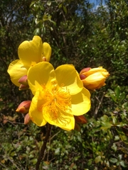Cochlospermum regium