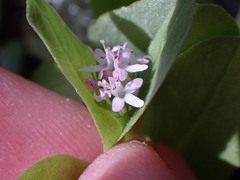 Plectritis congesta