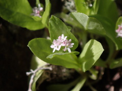 Plectritis congesta