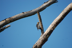 Melanerpes rubricapillus