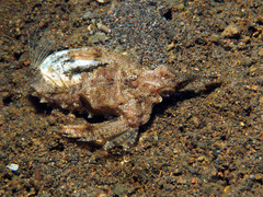 Eurypegasus draconis