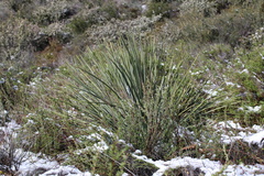 Hesperoyucca whipplei