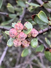 Ceanothus cuneatus cuneatus