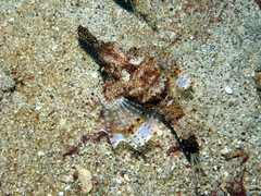 Eurypegasus draconis