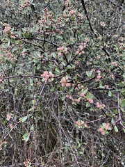Ceanothus cuneatus cuneatus
