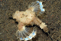 Eurypegasus draconis