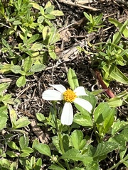 Bidens alba
