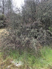 Ceanothus cuneatus cuneatus