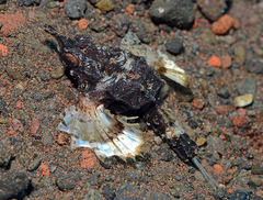 Eurypegasus draconis