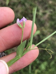 Lathyrus pusillus