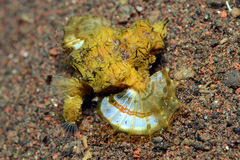 Eurypegasus draconis