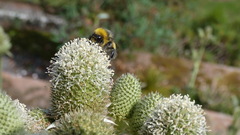 Bombus cryptarum