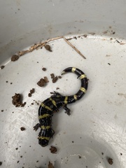Ambystoma annulatum