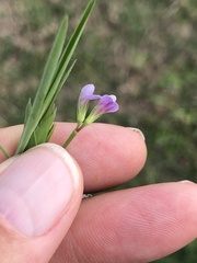 Lathyrus pusillus