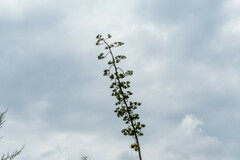 Agave cordillerensis