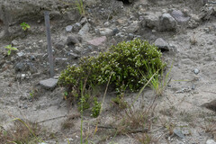Arcytophyllum thymifolium