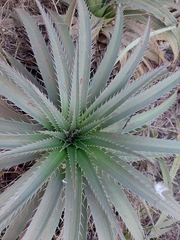 Eryngium paniculatum