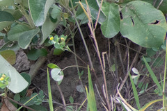 Medicago lupulina