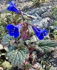 Phacelia campanularia
