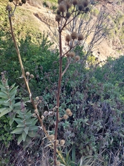 Eryngium paniculatum