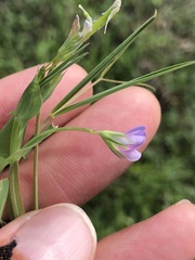 Lathyrus pusillus