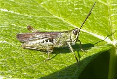 Chorthippus biguttulus