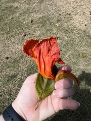 Spathodea campanulata