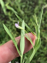 Lathyrus pusillus