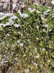 Lobaria pulmonaria