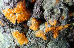 Hymeniacidon perlevis