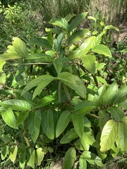 Piperales