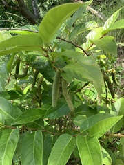 Piperales