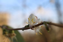 Lonicera fragrantissima
