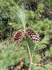 Pinus monticola