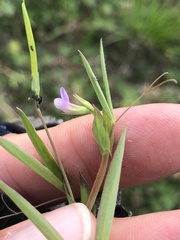 Lathyrus pusillus