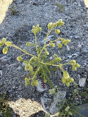 Emmenanthe penduliflora