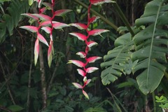 Heliconia chartacea