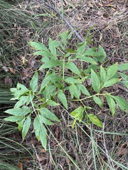 Tacca leontopetaloides