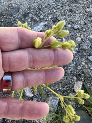 Emmenanthe penduliflora