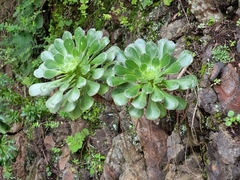 Aeonium