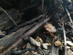 Craterellus lutescens