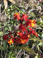 Epidendrum radicans
