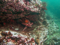 Orthasterias koehleri