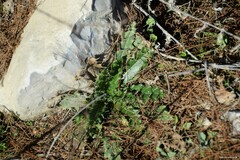 Cirsium pyrenaicum