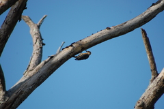 Melanerpes rubricapillus