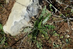 Cirsium pyrenaicum